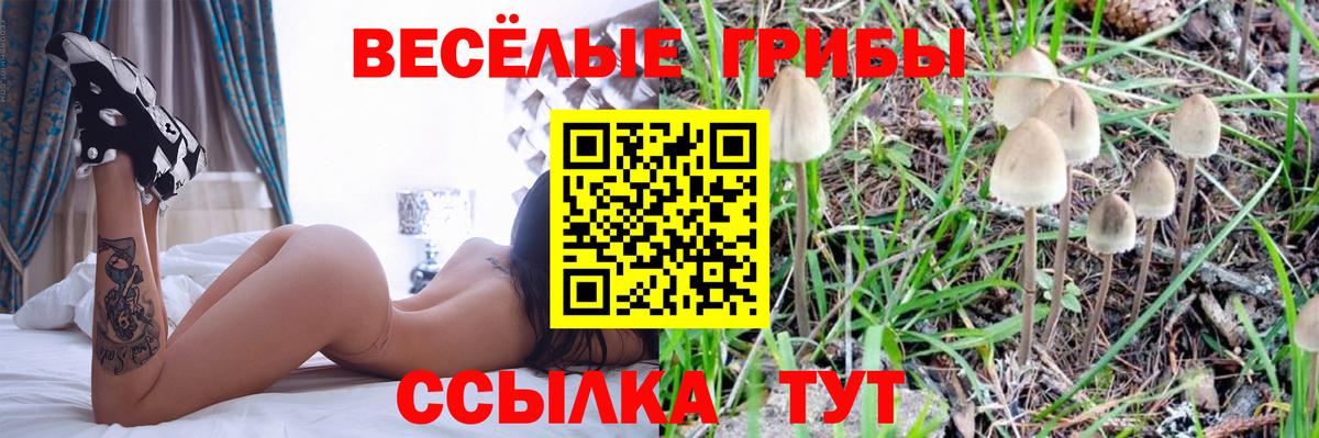 Галлюциногенные грибы Psilocybine cubensis Сибай